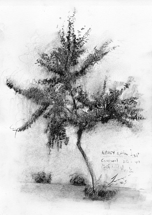 Tree near Ermou Str